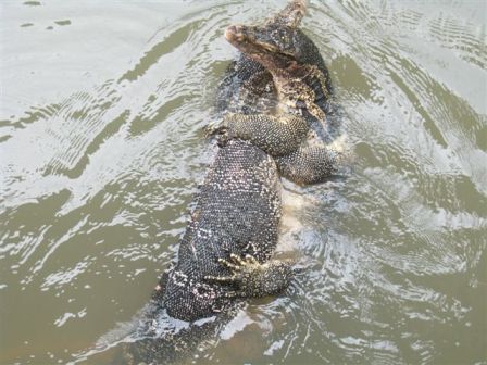 Thai water monitor